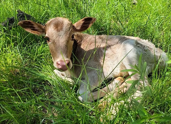 Mini Zebu Bottle Bull Calf — Healthy & Tame